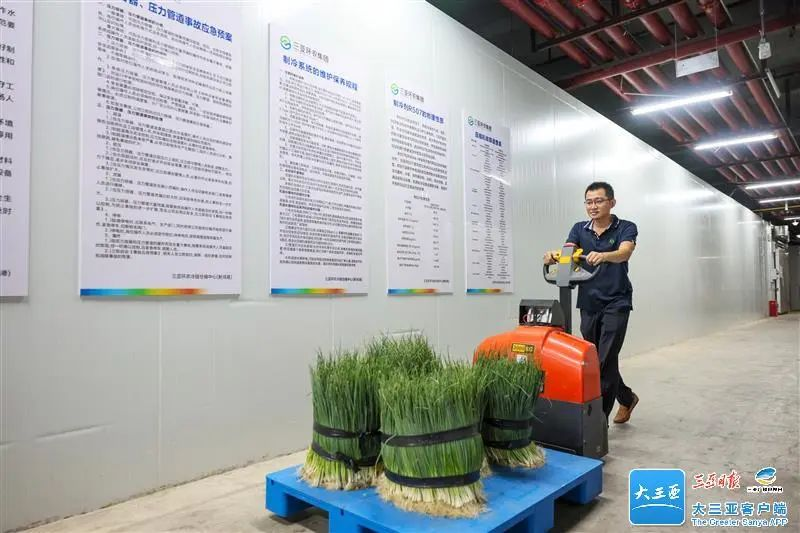 三亞環(huán)農集團直采三省80噸鮮蔬保障市民菜籃子